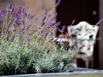 Bild 14 aus  Ludwigsstift 1911/1912 - 76835 Burrweiler