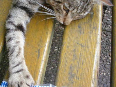 Bild 8 aus  Ferienhof Neue Mühle