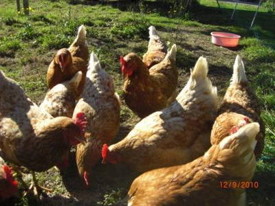 Bild 10 aus  Ferienhaus Eller