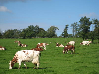 Bild 19 aus  Ferienhof-Marx