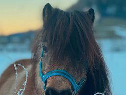 Bild 18 aus  Bergbauernhof Aichele