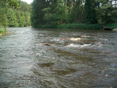 Bild 19 aus  Ferienhof Pauli