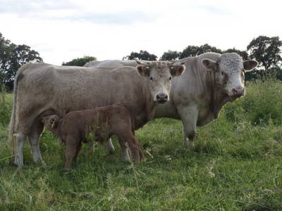 Bild 3 aus  Hof Havelarche