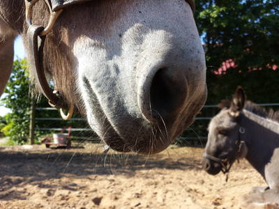 Bild 15 aus  Ferienhof Neudeck