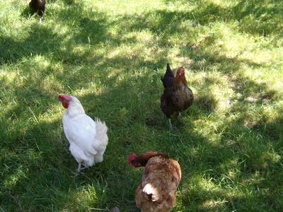 Bild 5 aus  Familienferienhof M. & M. Leubner