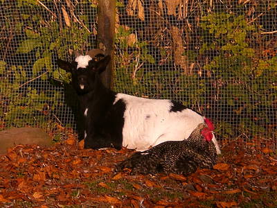 Bild 20 aus  Katrin's Ferienhof