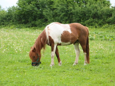 Bild 16 aus  Ferienhof Wichmann