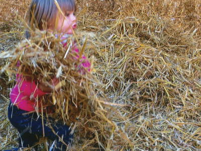 Bild 20 aus  Ferienbauernhof