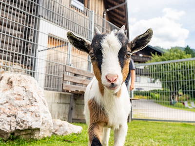 Bild 19 aus  Hornergut