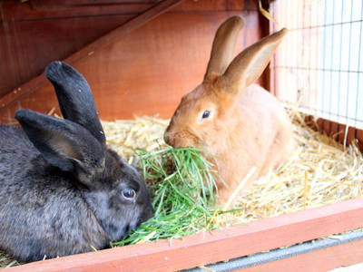 Bild 20 aus  Bauernhofurlaub auf Larbigs Art