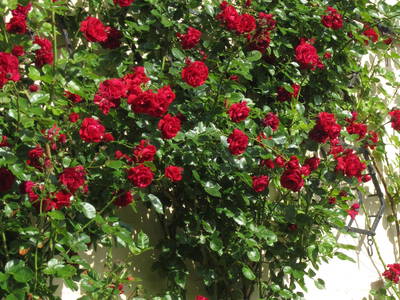 Unser Bauerngarten als Blütenvielfalt