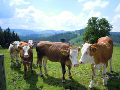 Bild 20 aus  Biohof Bilger