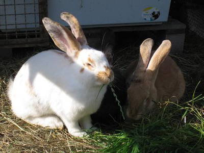 Bild 20 aus  Ferienhof Gertz