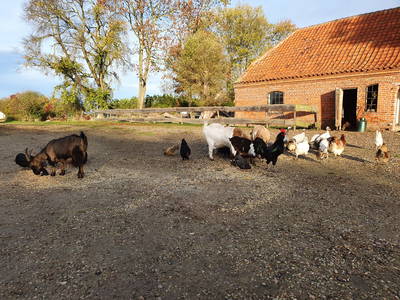 Bild 23 aus  Hinrich's Ostsee Bauernhof