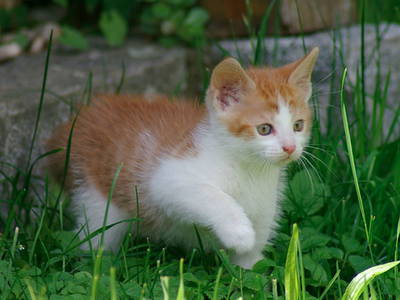 Bild 12 aus  Ferienhof Schmauß