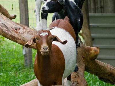 Bild 36 aus  Ferienhof Heuel