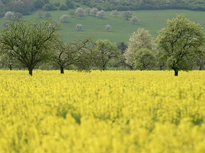 Bild 13 aus  Marienhof