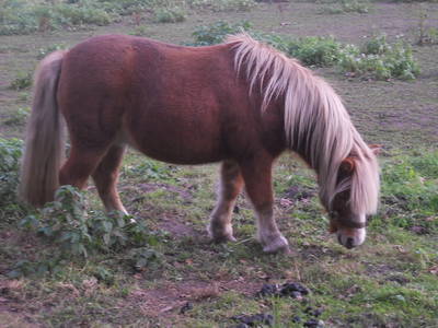 Speedy bei dem, was er am liebsten tut