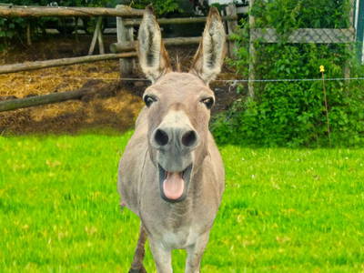 Bild 17 aus  Hubertushof, der Bilderbuchbauernhof