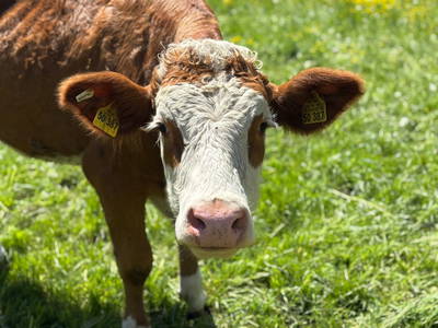 Bild 22 aus  Rummelbartlhof