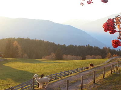 Bild 17 aus  Gasserhof B&B - Appartement