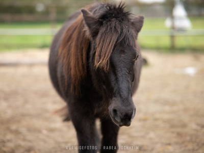Bild 24 aus  Ferienhaus / Chalet auf dem Gestüt Lohhof mit Kinderreiten oder Pony Reiten