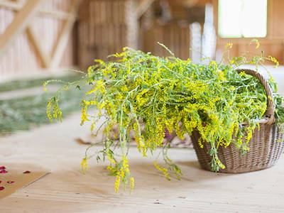 Bild 7 aus  Ökologisches Wein- und Sektgut