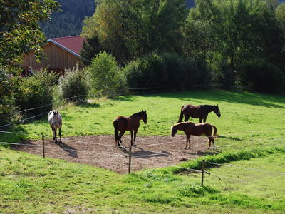 Blick zur Pferdekoppel