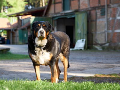 Bild 16 aus  Ferienhof Meinerdingen GbR