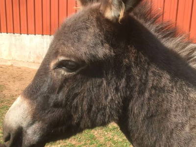 Bild 6 aus  Ferienbauernhof Am Hoersch
