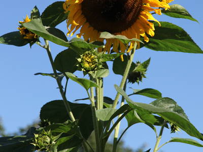 Bild 33 aus  Steinermühle